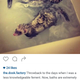Seen here are ferrets in a bath. Ferrets are surprisingly good swimmers, but be careful because some ferrets HATE water and will murder your hand if you try and bathe them. Bath days were painful with my ferret who had the perfect name, Trouble.